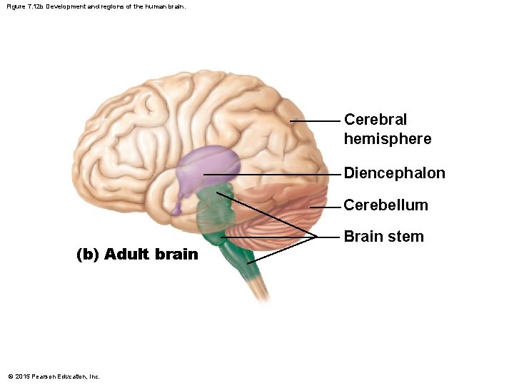 Figure 7. 12 b Development and regions of the human brain. Cerebral hemisphere Diencephalon