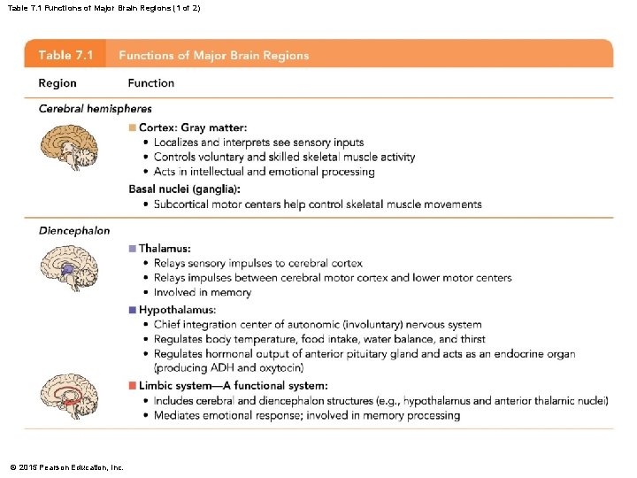 Table 7. 1 Functions of Major Brain Regions (1 of 2) © 2015 Pearson