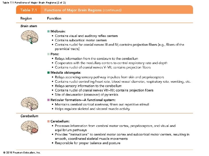 Table 7. 1 Functions of Major Brain Regions (2 of 2) © 2015 Pearson