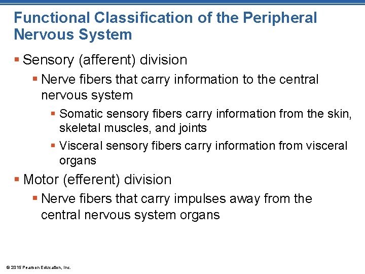 Functional Classification of the Peripheral Nervous System § Sensory (afferent) division § Nerve fibers