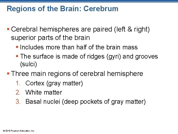 Regions of the Brain: Cerebrum § Cerebral hemispheres are paired (left & right) superior