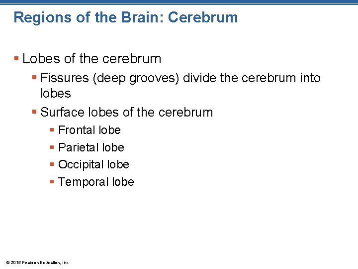 Regions of the Brain: Cerebrum § Lobes of the cerebrum § Fissures (deep grooves)