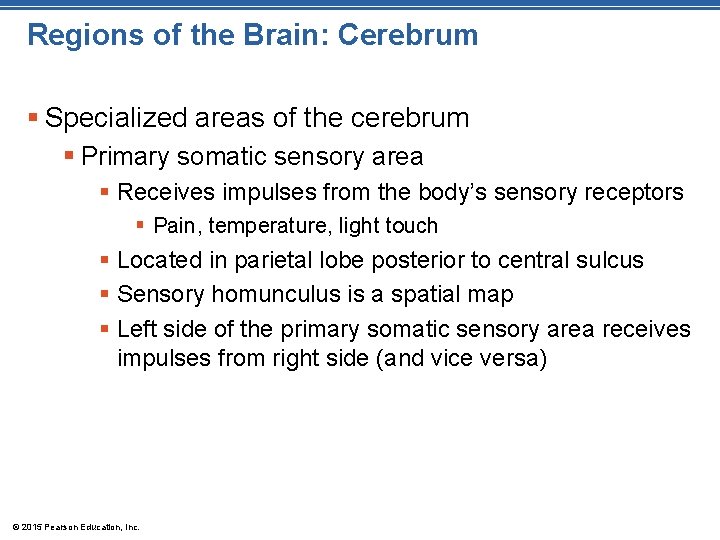 Regions of the Brain: Cerebrum § Specialized areas of the cerebrum § Primary somatic