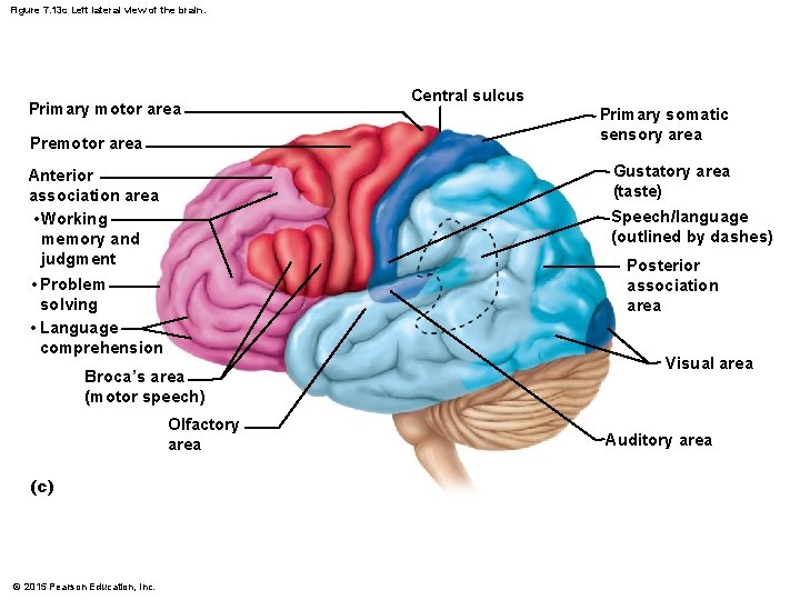 Figure 7. 13 c Left lateral view of the brain. Primary motor area Premotor