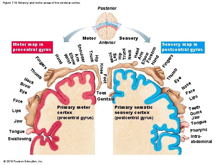 Figure 7. 14 Sensory and motor areas of the cerebral cortex. Posterior Tongue Swallowing