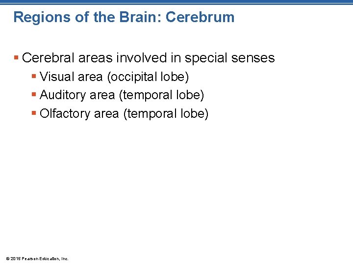Regions of the Brain: Cerebrum § Cerebral areas involved in special senses § Visual