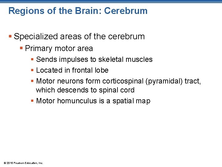 Regions of the Brain: Cerebrum § Specialized areas of the cerebrum § Primary motor