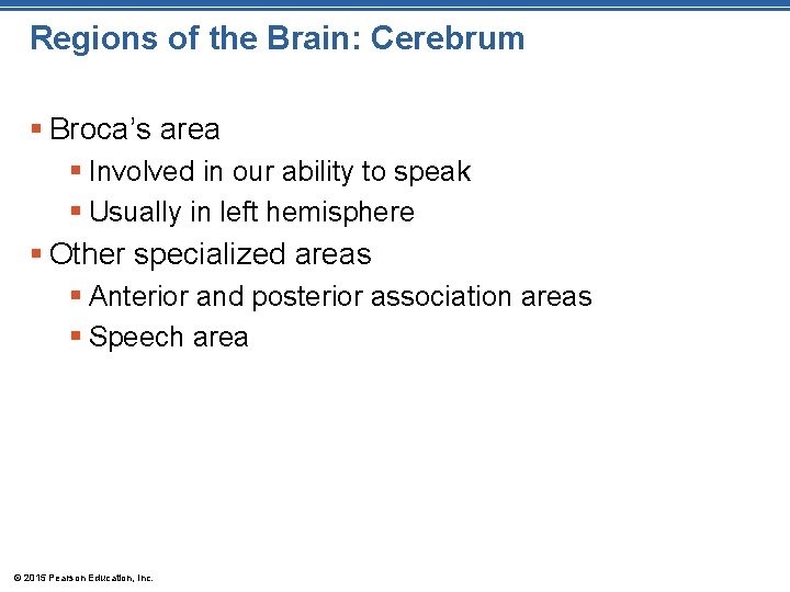 Regions of the Brain: Cerebrum § Broca’s area § Involved in our ability to