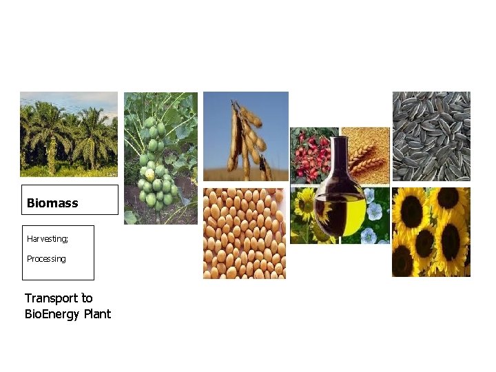 Biomass Harvesting; Processing - Transport to Bio. Energy Plant 