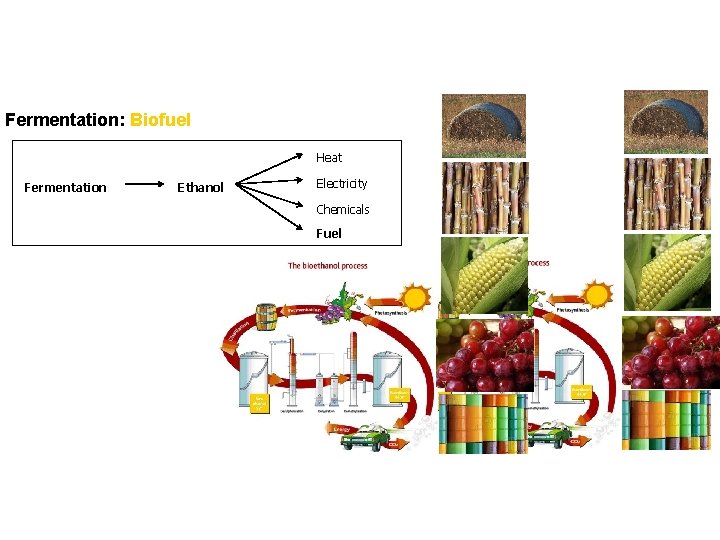 Fermentation: Biofuel Heat Fermentation Ethanol Electricity Chemicals Fuel 