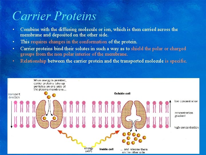 Carrier Proteins • • Combine with the diffusing molecule or ion, which is then