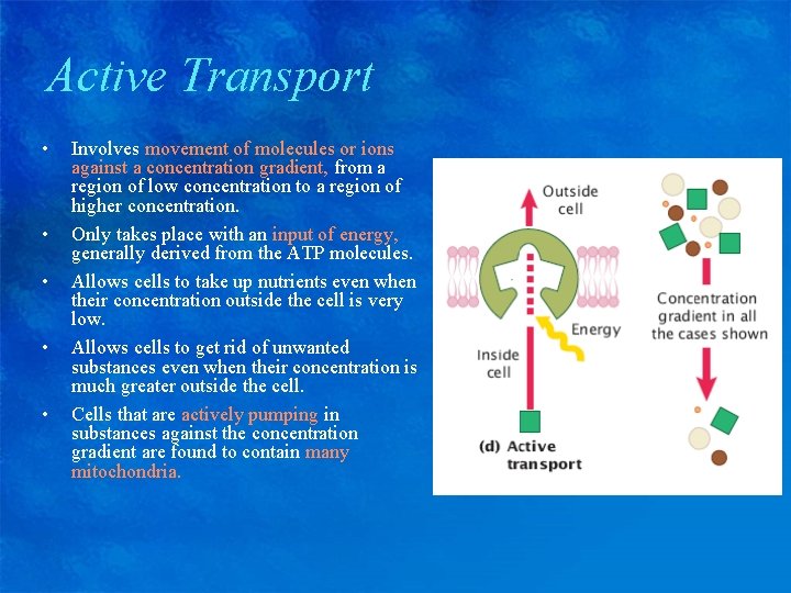 Active Transport • • • Involves movement of molecules or ions against a concentration