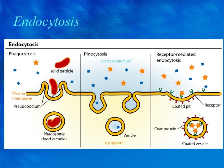 Endocytosis 