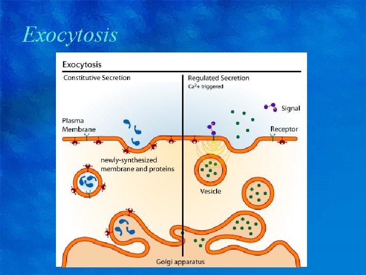 Exocytosis 