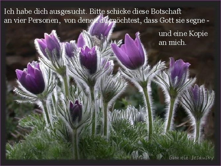 Ich habe dich ausgesucht. Bitte schicke diese Botschaft an vier Personen, von denen du Ich habe dich ausgesucht. Bitte schicke diese Botschaft an vier Personen, von denen du