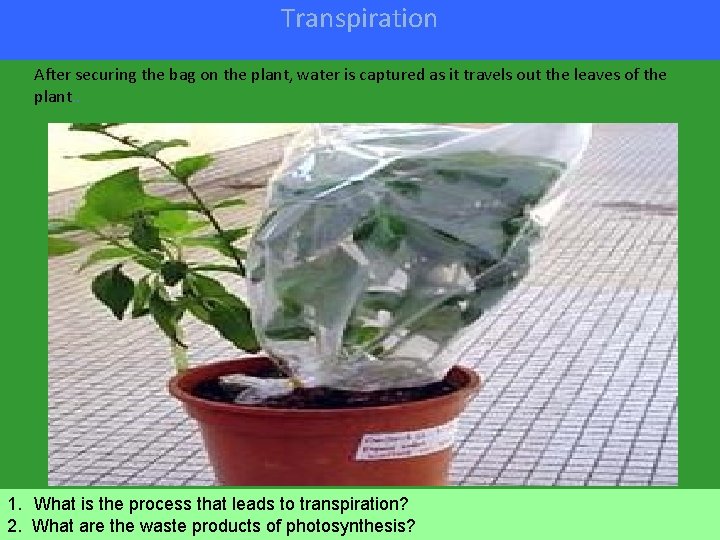 Transpiration After securing the bag on the plant, water is captured as it travels