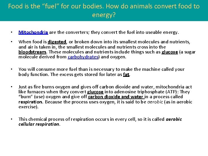 Food is the “fuel” for our bodies. How do animals convert food to energy?