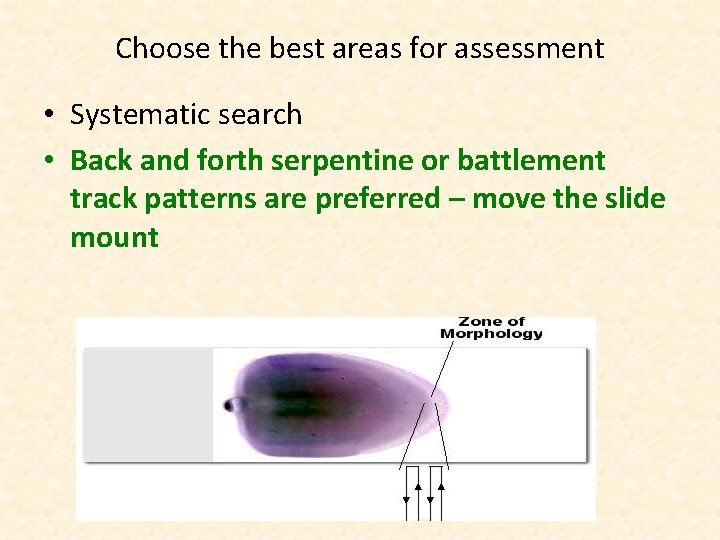 Choose the best areas for assessment • Systematic search • Back and forth serpentine
