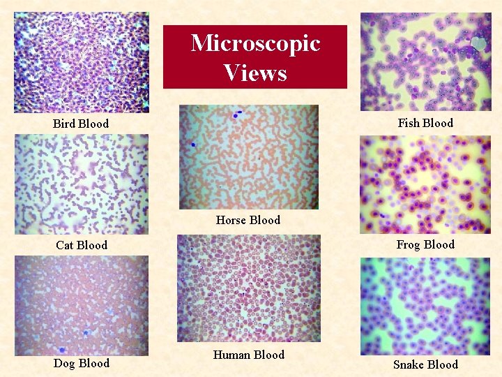 Microscopic Views Fish Blood Bird Blood Horse Blood Frog Blood Cat Blood Dog Blood