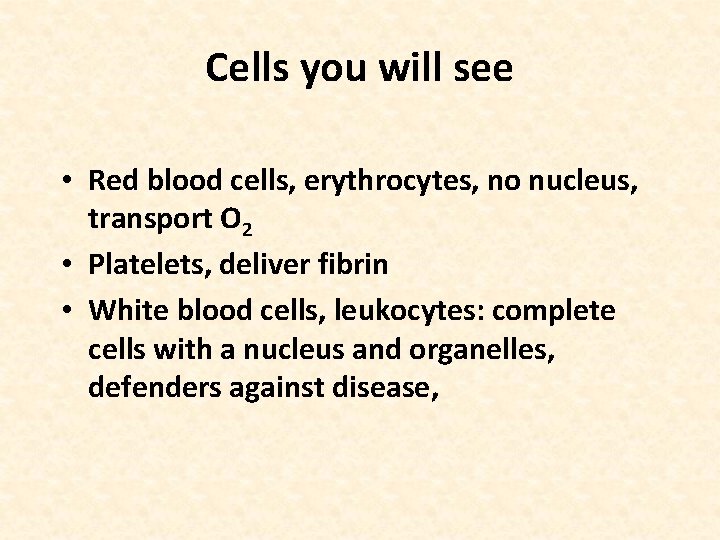 Cells you will see • Red blood cells, erythrocytes, no nucleus, transport O 2