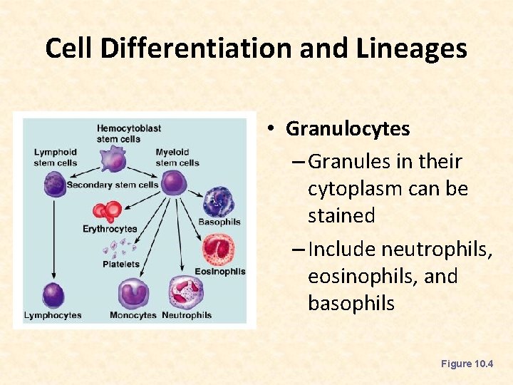 Cell Differentiation and Lineages • Granulocytes – Granules in their cytoplasm can be stained