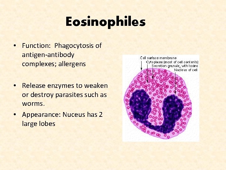 Eosinophiles • Function: Phagocytosis of antigen-antibody complexes; allergens • Release enzymes to weaken or