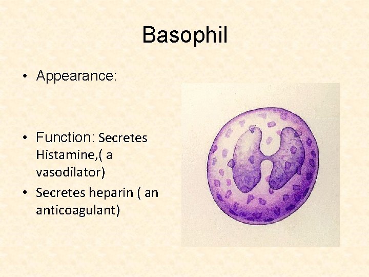 Basophil • Appearance: • Function: Secretes Histamine, ( a vasodilator) • Secretes heparin (
