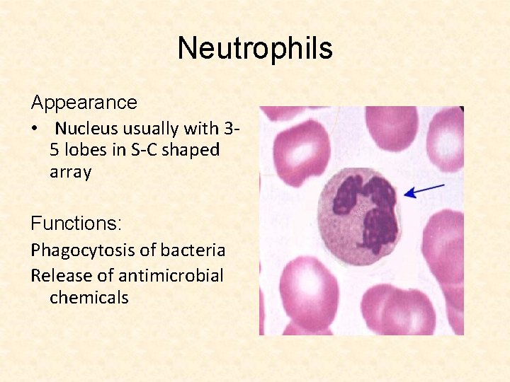 Neutrophils Appearance • Nucleus usually with 35 lobes in S-C shaped array Functions: Phagocytosis
