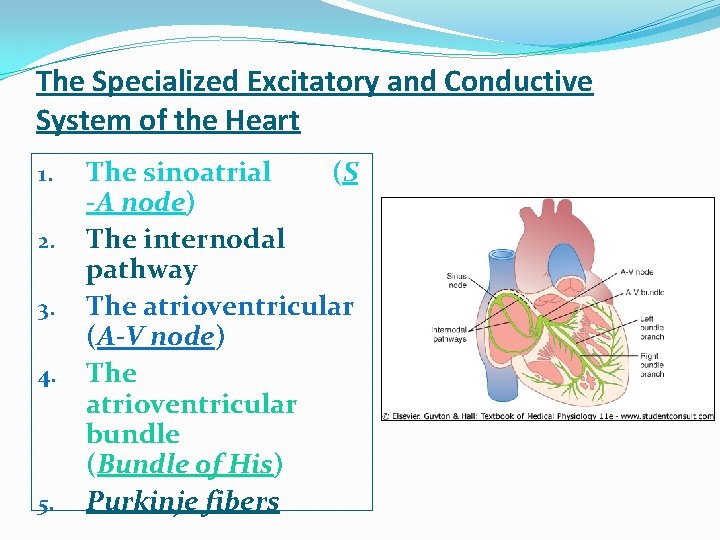The Specialized Excitatory and Conductive System of the Heart 1. 2. 3. 4. 5.
