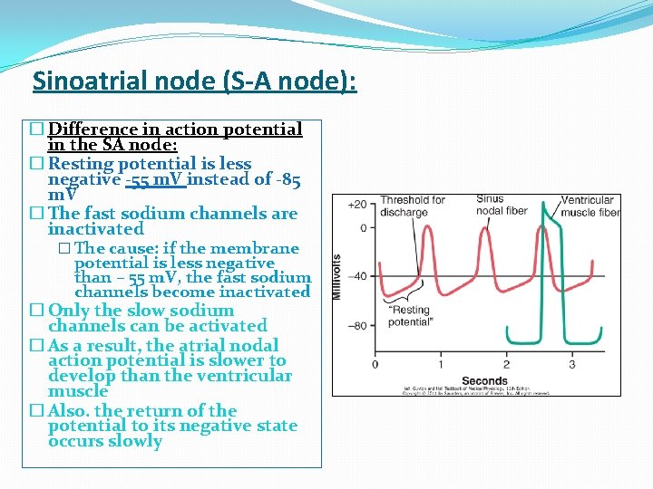 Sinoatrial node (S-A node): � Difference in action potential in the SA node: �