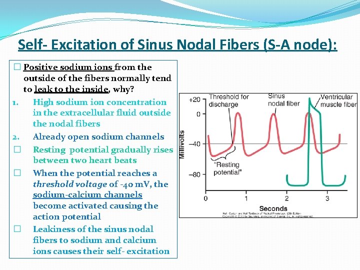 Self- Excitation of Sinus Nodal Fibers (S-A node): � Positive sodium ions from the