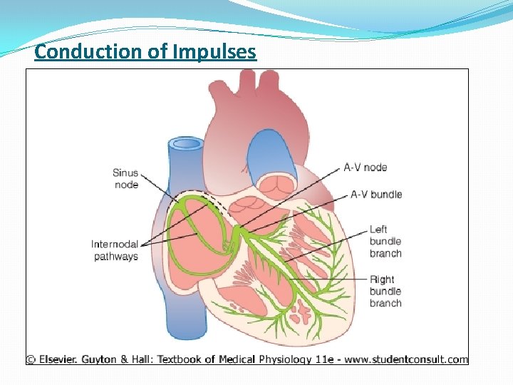 Conduction of Impulses 