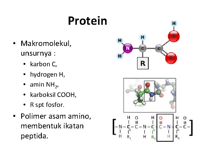 Protein • Makromolekul, unsurnya : • • • karbon C, hydrogen H, amin NH