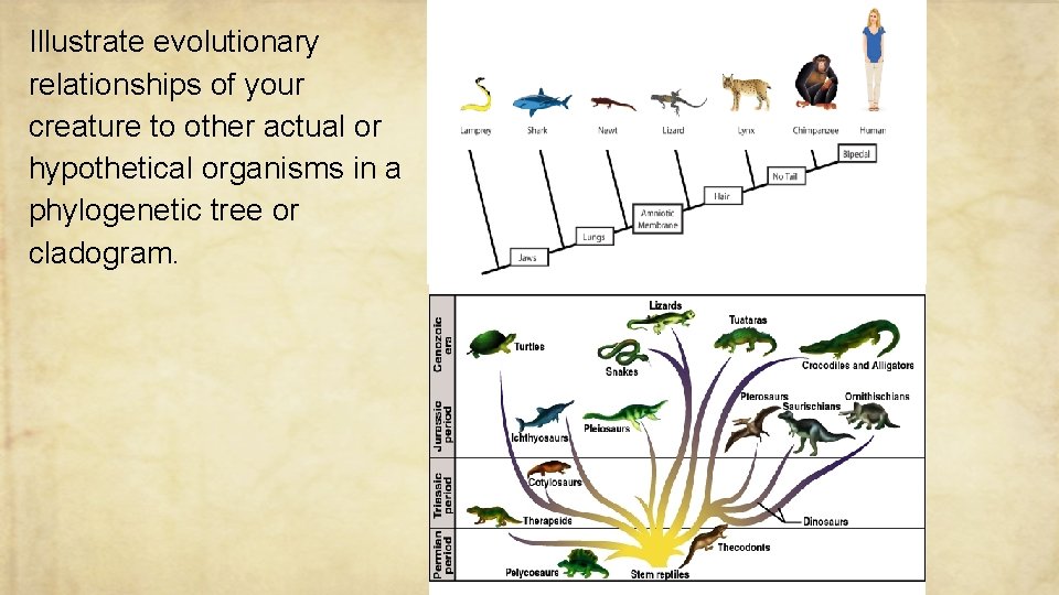 Illustrate evolutionary relationships of your creature to other actual or hypothetical organisms in a