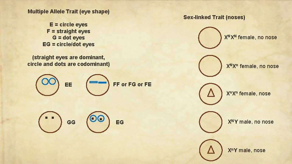 Multiple Allele Trait (eye shape) Sex-linked Trait (noses) E = circle eyes F =