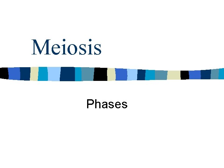 Meiosis Phases 