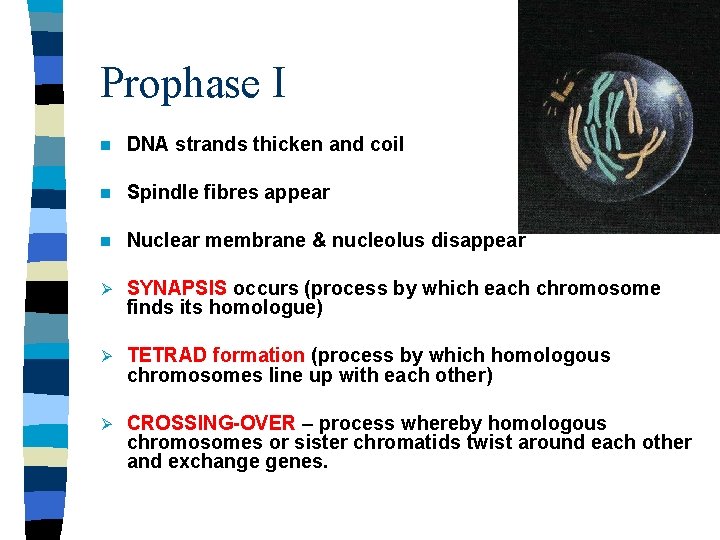 Prophase I n DNA strands thicken and coil n Spindle fibres appear n Nuclear