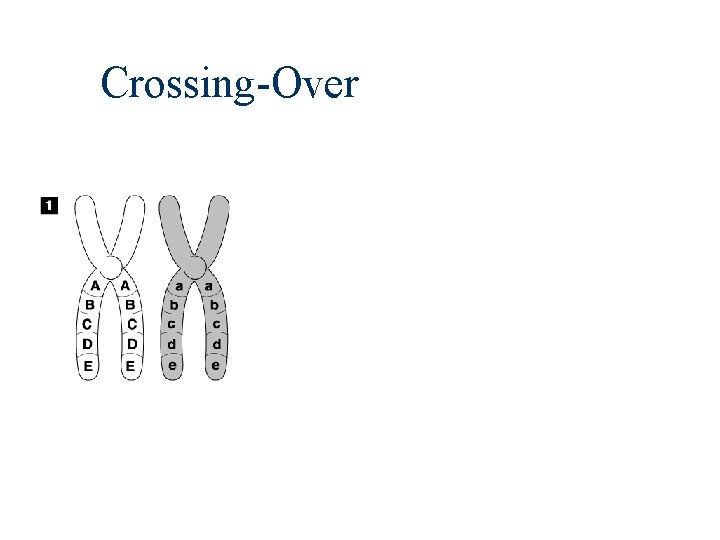 Crossing-Over 