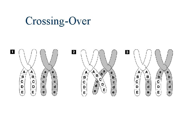 Crossing-Over 