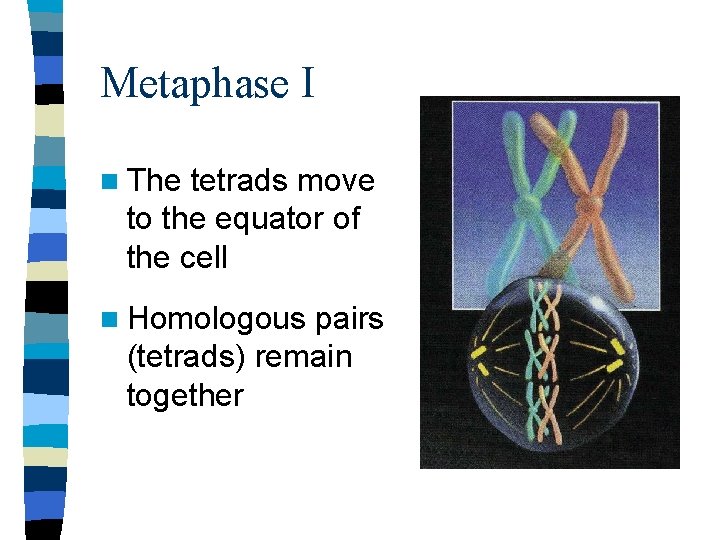 Metaphase I n The tetrads move to the equator of the cell n Homologous