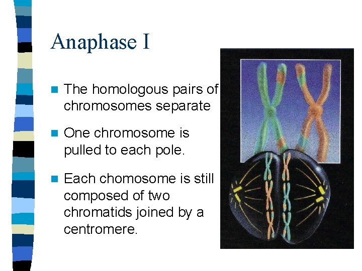 Anaphase I n The homologous pairs of chromosomes separate n One chromosome is pulled