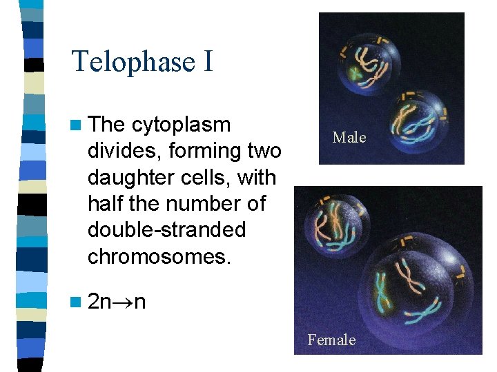 Telophase I n The cytoplasm divides, forming two daughter cells, with half the number