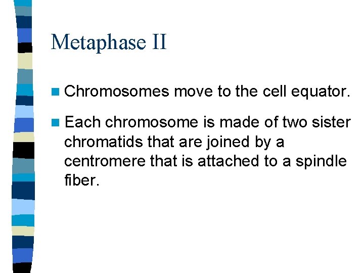 Metaphase II n Chromosomes n Each move to the cell equator. chromosome is made
