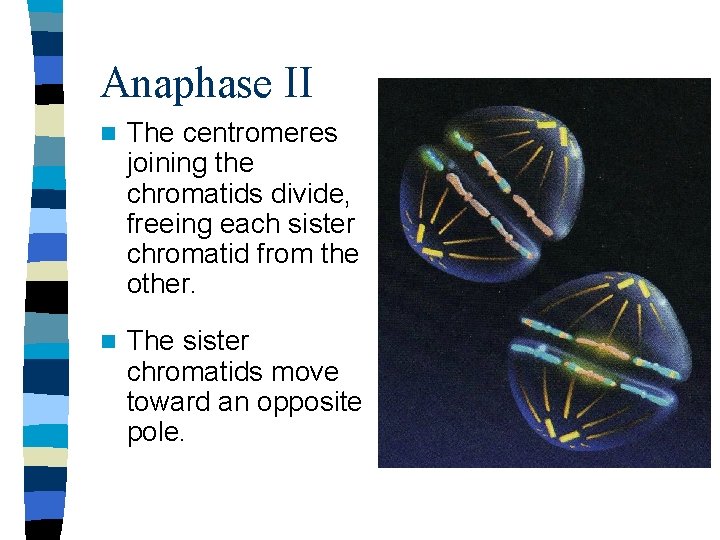 Anaphase II n The centromeres joining the chromatids divide, freeing each sister chromatid from