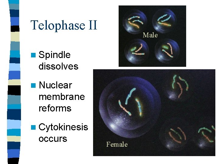 Telophase II Male n Spindle dissolves n Nuclear membrane reforms n Cytokinesis occurs Female