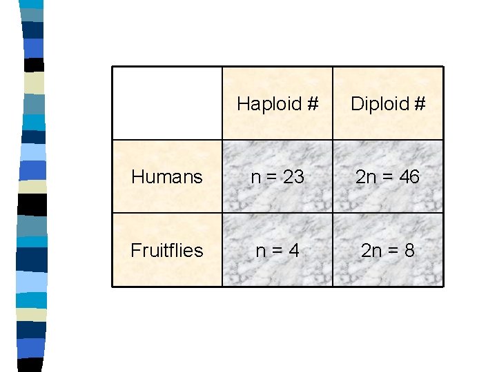 Haploid # Diploid # Humans n = 23 2 n = 46 Fruitflies n=4