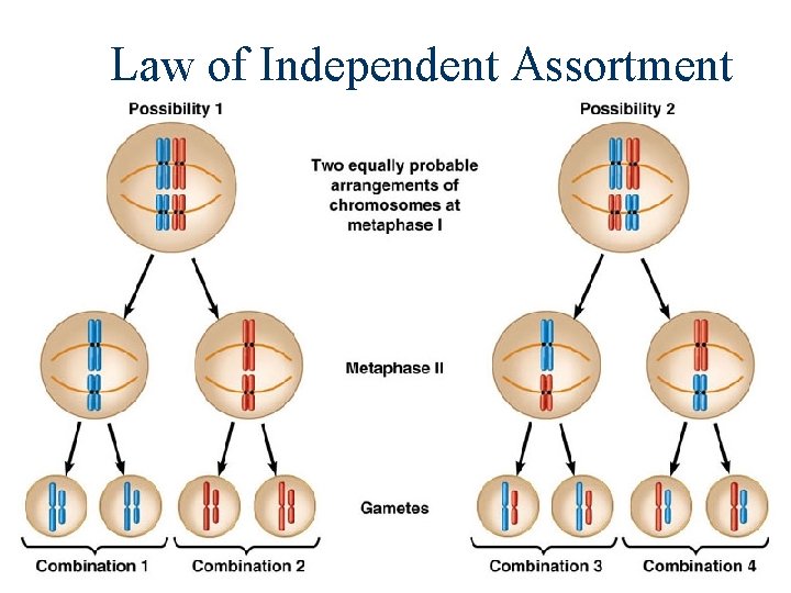 Law of Independent Assortment 