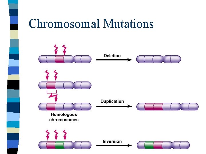 Chromosomal Mutations 