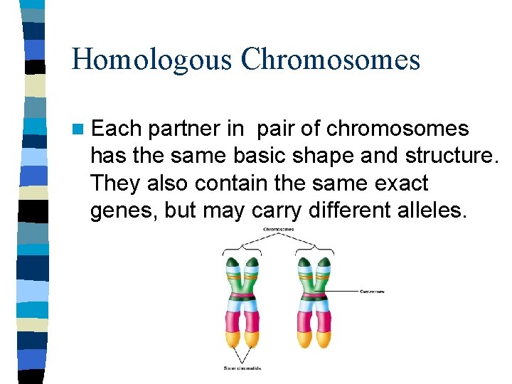 Homologous Chromosomes n Each partner in pair of chromosomes has the same basic shape