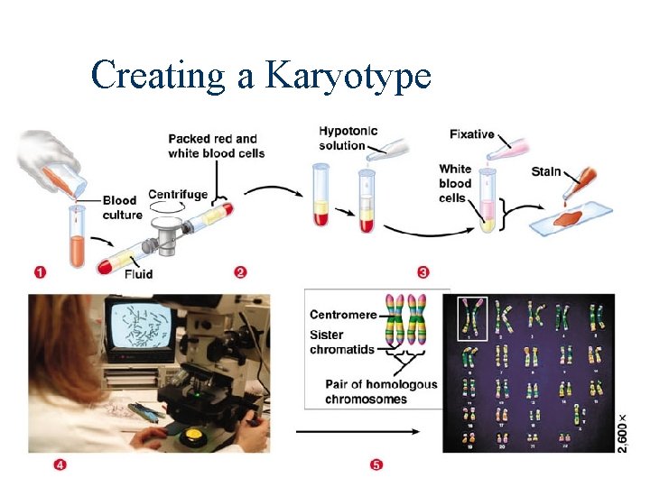 Creating a Karyotype 